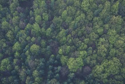 Ariel view of forest