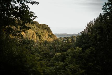 Metsämaisema, yläkulmassa näkyy taivasta, vihreät puut koristavat maisemaa